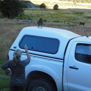 Flo telling Kea to stop damaging truck!