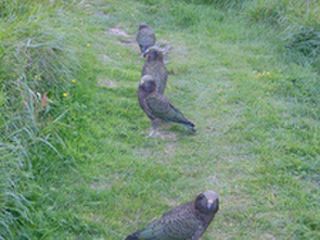 Kea at Aspiring hut - pretending to be innocent!