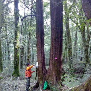 Work party of volunteers installing more traps Sept 2016
